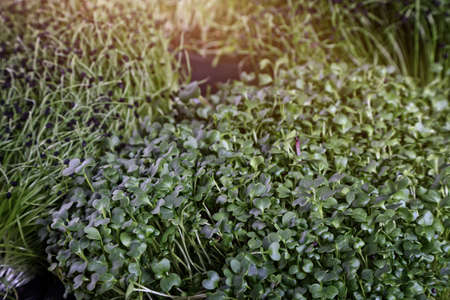 healthy and green microgreens sprouts in the home garden