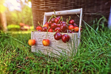 Juicy and tasty cherries in a sunny gardenの写真素材