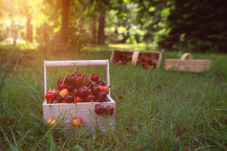 Juicy and tasty cherries in a sunny gardenの写真素材