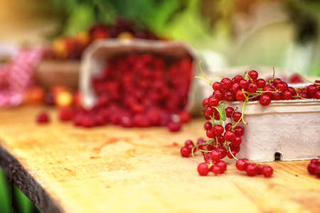 red currants and other holiday fruits in the gardenの写真素材