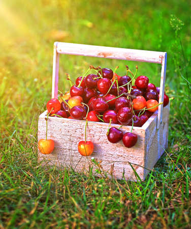 Juicy and tasty cherries in a sunny gardenの写真素材