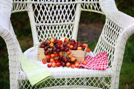 Red cherries harvested in the gardenの写真素材