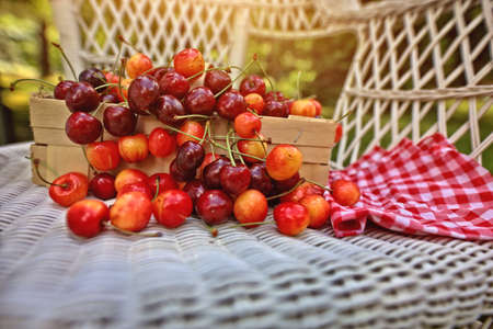 Red cherries harvested in the gardenの写真素材