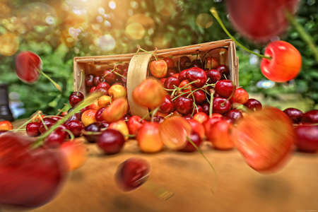 Spilled cherries fly from the basket on a sunny day in the gardenの写真素材