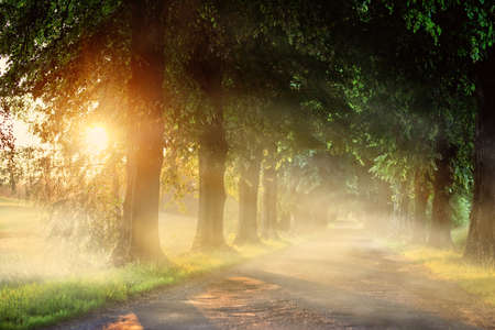 road with old trees on a foggy morningの写真素材