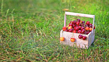 delicious and healthy basket full of red cherriesの写真素材