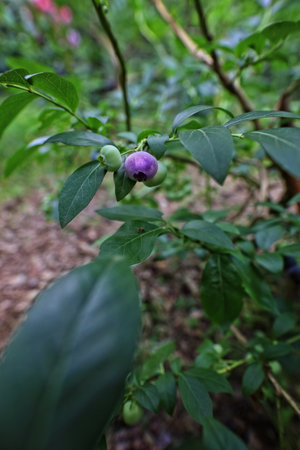 Blueberries growing on a small backyard plantationの写真素材