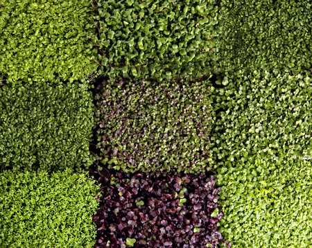 Microgreens sunflower sprouts, watercress, soybeans, radishes and peasの写真素材