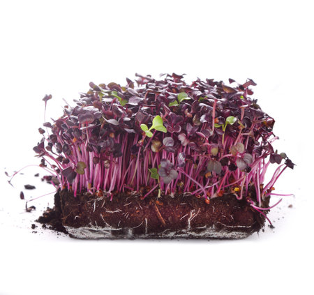 Healthy microgreens - small home plantationの写真素材