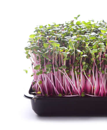 Healthy microgreens - small home plantationの写真素材