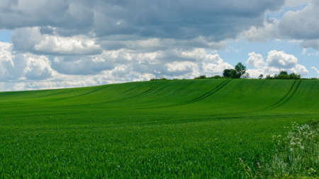 Green wheat field with clouds