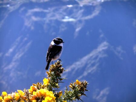 bird on a branchの写真素材