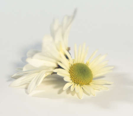 flowersの写真素材