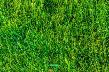 Green Grass
