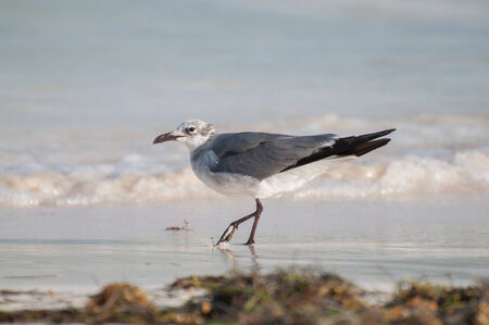 Bird in Mexico の写真素材