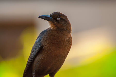 Bird の写真素材