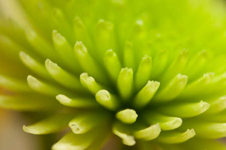 Green Flower Macro Shot の写真素材