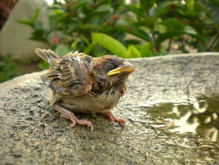 a small birdの写真素材