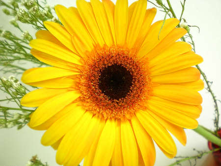 a sunflower                   の写真素材