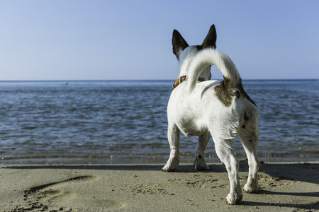Dog Jack Russell waiting his owner on the beach, Italyの写真素材