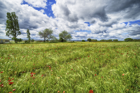 beautiful poppy field with trees and blue skyの写真素材