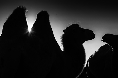 Black and white silhouette of camels in the desert, travel conceptの写真素材