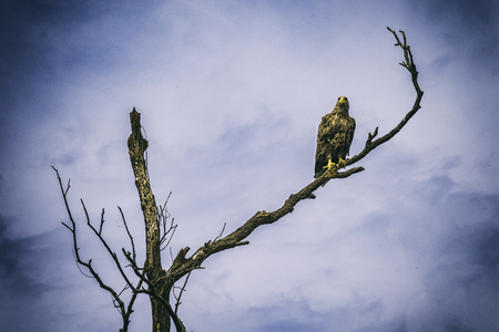 Beautiful hawk on branch under blue skyの写真素材