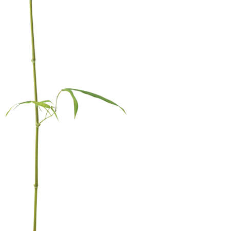 Bamboo on white backgroundの写真素材