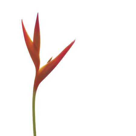 Crane Flower on white backgroundの写真素材