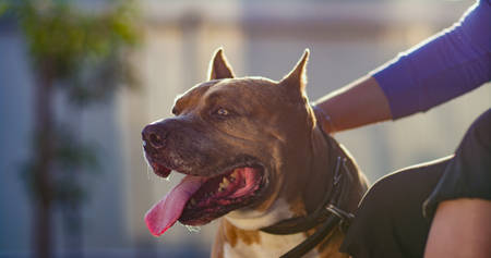Staffordshire terrier. Hand of a girl stroking a staffordshire terrier, on a walk.