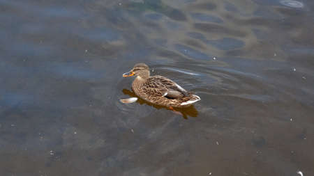 The duck is floating in the river. A duck feather floats in the water next to a duck. The duck is floating in the river. Migration of migratory birds. Observation of animals.の写真素材