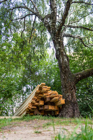 Sawn planks are stacked next to the tree. Cutting down trees in the forest. Environmental problem. Woodworking industry. Woodpile of different sizes of wooden boards are arranged in a rowの写真素材
