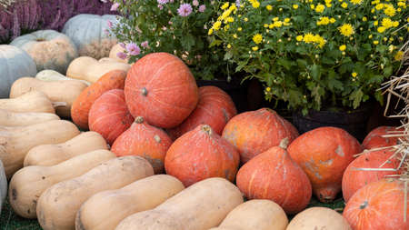 Closeup image of lots of ripe pumpkins lying on counter at grocery store. Texture of fresh ripe vegetables. Beautiful food background. Halloween decor. Harvest or healthy eating concept.の写真素材