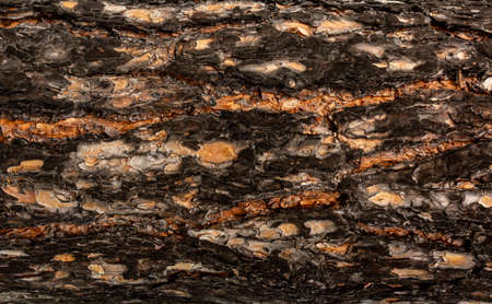 The relief texture of the brown bark of the tree in outgrowths and cracks close-up as a background. The bark of the tree is brown. Creative vintage background. Detail Shot Of Tree Trunkの写真素材