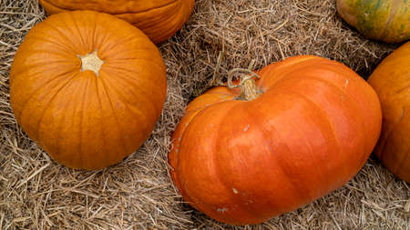 Many ripe pumpkins lie on the straw. Orange pumpkins lies on hay bales. Farm green product. Autumn street decoration. Autumn harvest of pumpkins prepared for the holiday. Halloween.の写真素材