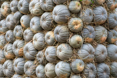 The art object is made up of gray pumpkins.Selective focus. Coloured pumpkins as wallpaper. Background of grey pumpkins in a row. Festive autumn background of pumpkins for Thanksgiving or Halloweenの写真素材