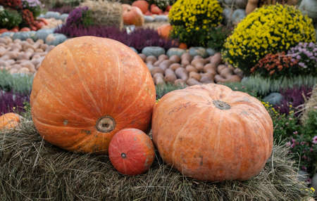 Pumpkins of different sizes lie on the straw. There are many yellow pumpkins in the background. The autumn harvest of pumpkins is being prepared for the holiday. Street decoration. Halloween.の写真素材