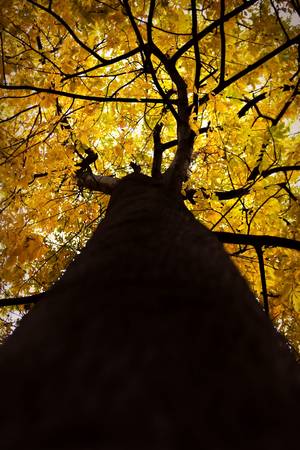 Tree in autumn seasonの写真素材