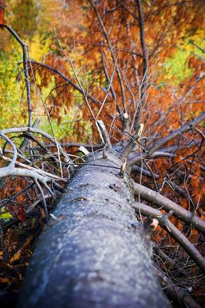 Autumn heart, picture taken at Angrinion park in Montreal, Quebec, Canada. After a storm that brought down this tree.の写真素材