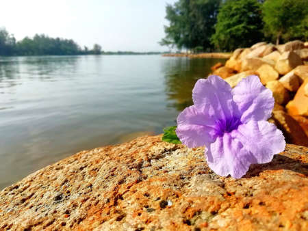 Purple flowers on the rocks.の素材