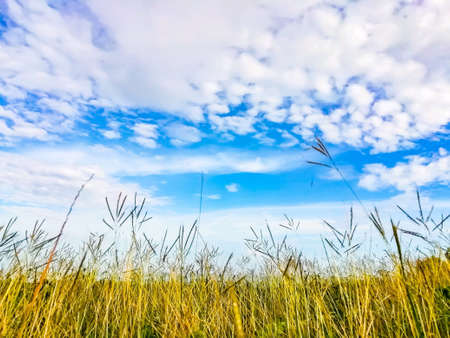 The meadow and the beautiful blue sky.の素材
