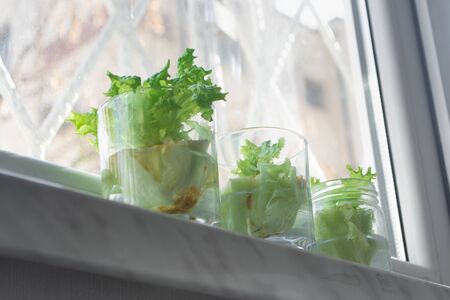Growing lettuce in water from scraps in kitchen and on window sillの写真素材