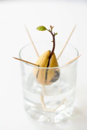 Growing avocado seedling from seed in the water. Seed is supported by toothpicks and is in a glass of water. Green shoots with leaves growingの写真素材