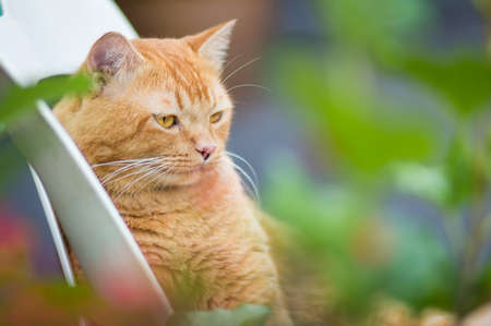 Red cat sitting on white chair in the summer garden.の写真素材