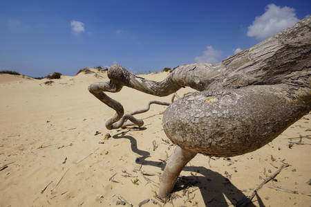 dry old tree trunk in the sand in the desert in Israel