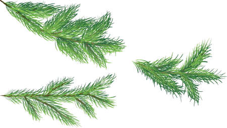 Three green spruce branches on a white background, vectorのイラスト素材