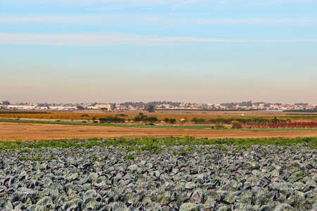 photo of plantation of ripe kale in sunny weather, Israel