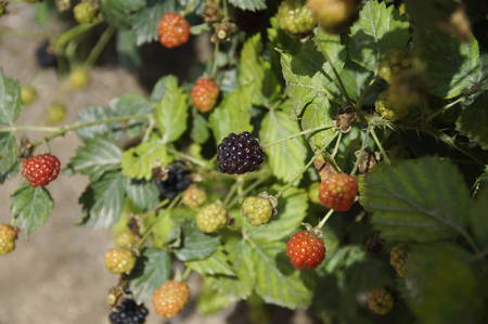 photo of different blackberries on a bushの写真素材