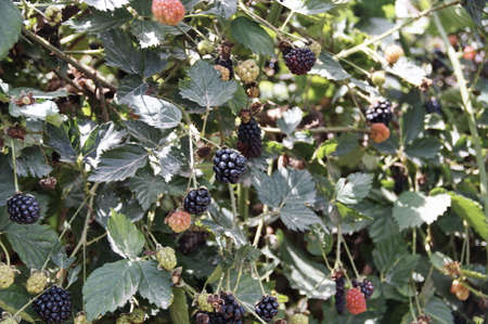 berries on bushes, varying degrees of maturity