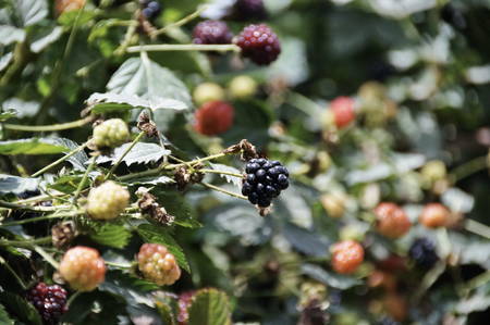 berries on bushes, varying degrees of maturityの写真素材